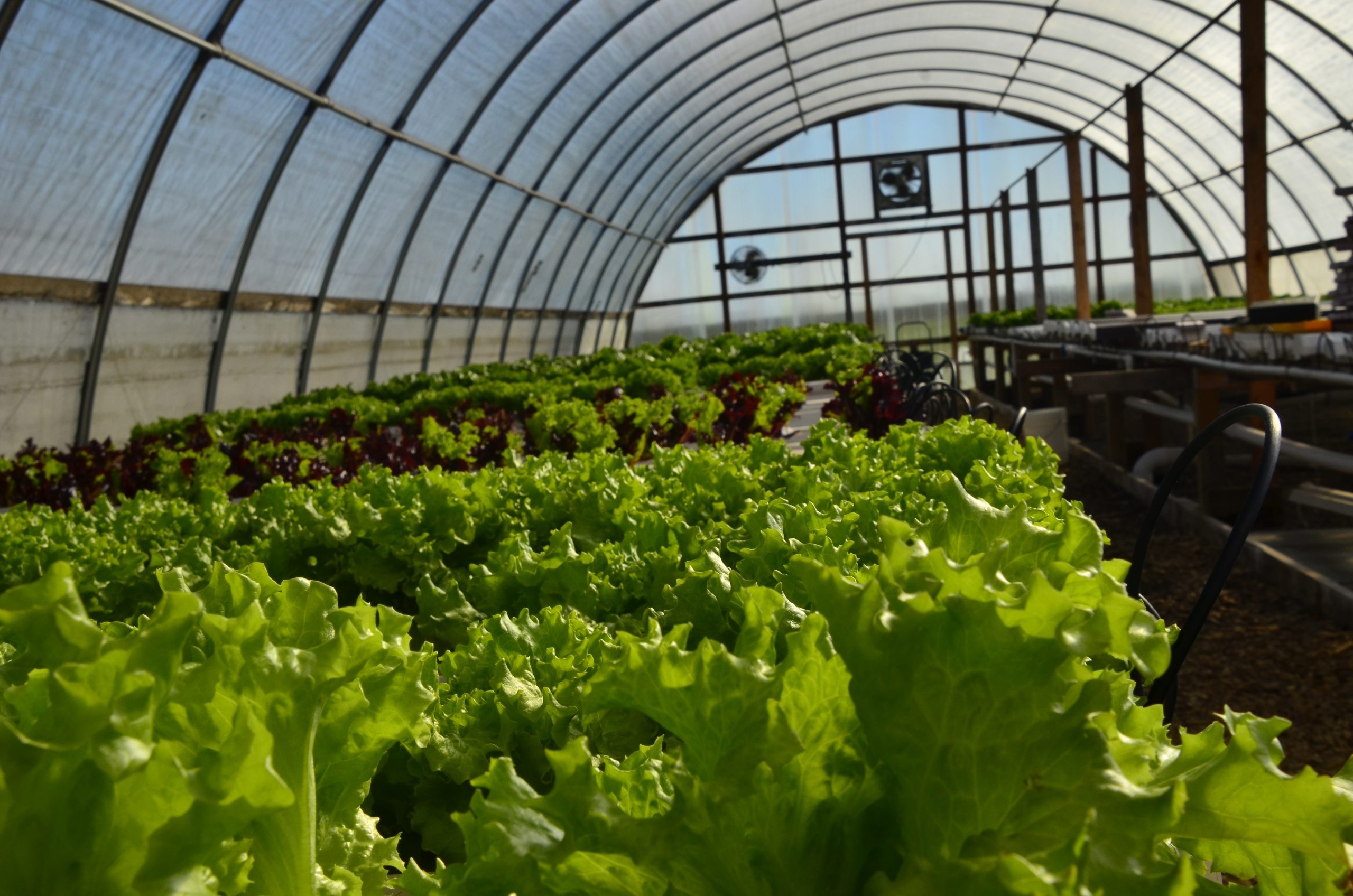 brakstad_farms_lettuce_news