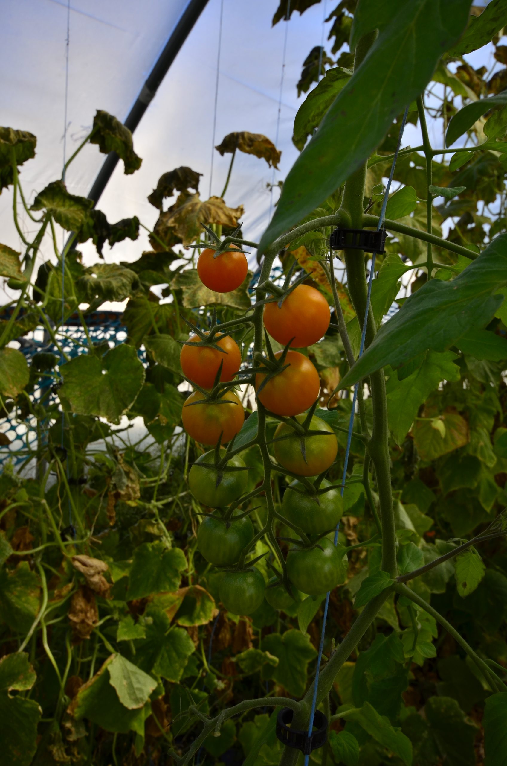 brakstad_farms_tomatoes_news